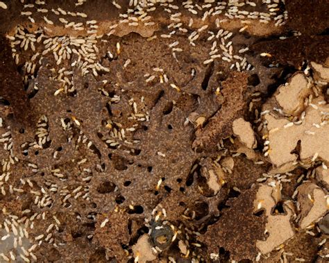 Termite holes - Mar 2, 2015 ... A termite mound in Kenya. Such mounds can reach 30 feet high and 80 ... By poking holes, or macropores, as they dig through the ground, termites ...